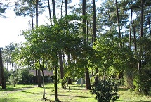 Parcelas camping clásicas